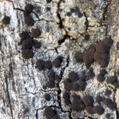 Lichen - crustose at Ainslie, ACT - 31 Jul 2025 by Hejor1