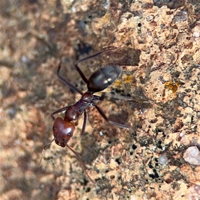 Iridomyrmex purpureus (Meat Ant) at Braddon, ACT - 31 Jul 2025 by Hejor1