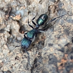 Rhytidoponera metallica (Greenhead ant) at Reid, ACT - 31 Jul 2025 by Hejor1