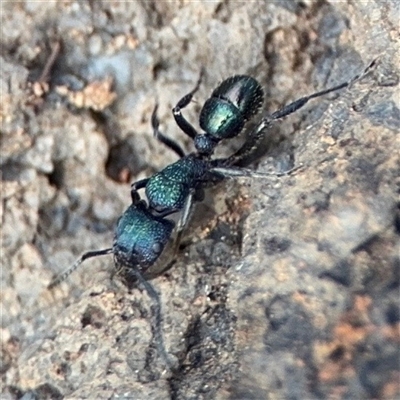 Rhytidoponera metallica (Greenhead ant) at Reid, ACT - 31 Jul 2025 by Hejor1
