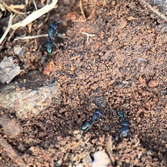 Rhytidoponera metallica at Reid, ACT - 31 Jul 2025 02:57 PM