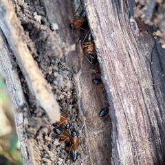 Camponotus consobrinus (Banded sugar ant) at Braddon, ACT - 31 Jul 2025 by Hejor1