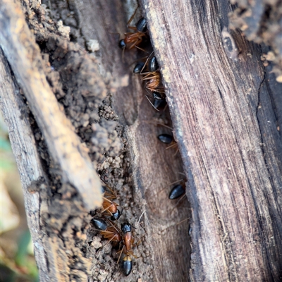 Camponotus consobrinus (Banded sugar ant) at Braddon, ACT - 31 Jul 2025 by Hejor1