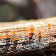 Dacrymyceteae Family at Braddon, ACT - 31 Jul 2025 by Hejor1