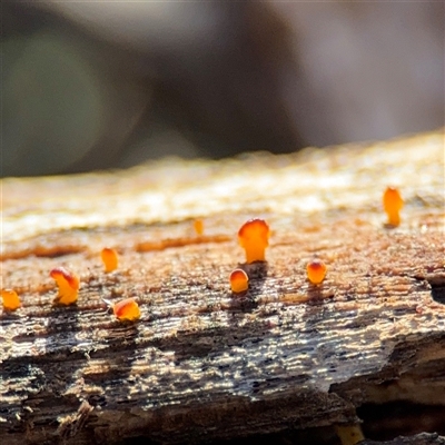 Dacrymyceteae Family at Braddon, ACT - 31 Jul 2025 by Hejor1