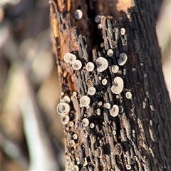 Resupinatus at Braddon, ACT - 31 Jul 2025 by Hejor1