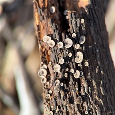 Resupinatus at Braddon, ACT - 31 Jul 2025 by Hejor1
