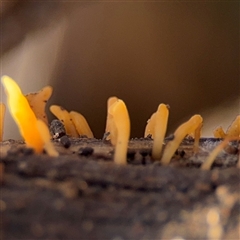 Calocera sp. (A stagshorn fungus) at Reid, ACT - 31 Jul 2025 by Hejor1