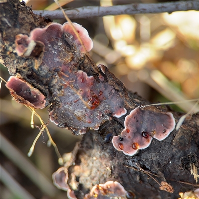 Stereum illudens (Purplish Stereum) at Braddon, ACT - 31 Jul 2025 by Hejor1