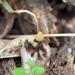 Mycena sp. (genus) (Mycena) at Braddon, ACT - 31 Jul 2025 by Hejor1