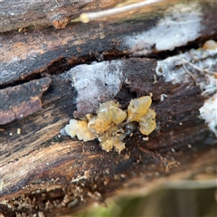 Gelatinous, on wood – genus uncertain at Braddon, ACT - 31 Jul 2025 by Hejor1