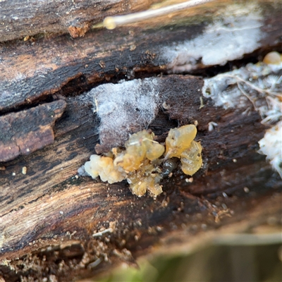 Gelatinous, on wood – genus uncertain at Braddon, ACT - 31 Jul 2025 by Hejor1