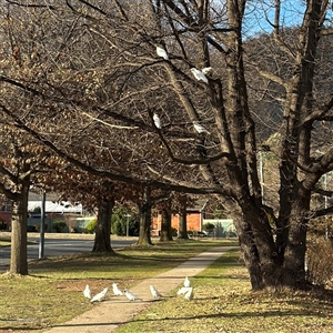Cacatua galerita (Sulphur-crested Cockatoo) at Ainslie, ACT - 31 Jul 2025 by Hejor1