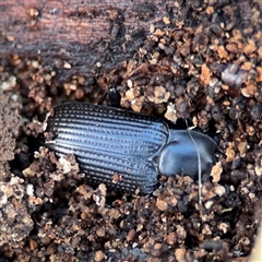 Meneristes australis (Darking beetle) at Braddon, ACT - 31 Jul 2025 by Hejor1