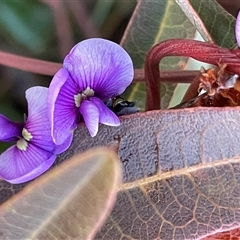 Hardenbergia violacea (False Sarsaparilla) at Hackett, ACT - 1 Aug 2025 by Clarel