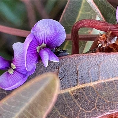 Hardenbergia violacea (False Sarsaparilla) at Hackett, ACT - 1 Aug 2025 by Clarel