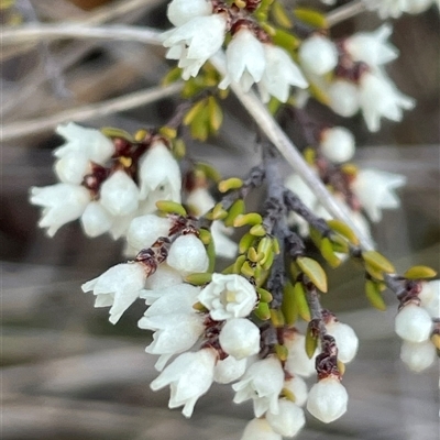 Cryptandra amara (Bitter Cryptandra) at Hackett, ACT - 1 Aug 2025 by Clarel