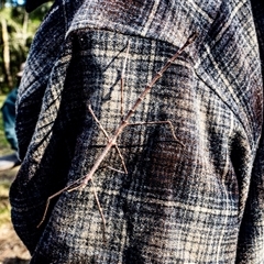 Unverified Stick insect (Phasmatodea) by JW