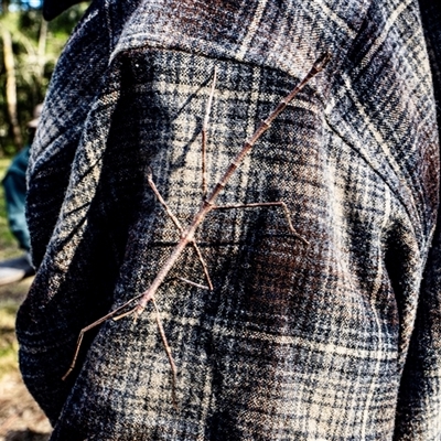 Unverified Stick insect (Phasmatodea) at  - suppressed by JW