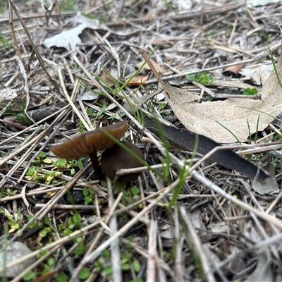 zzz ?Entoloma at Strathnairn, ACT - 25 Jul 2025 by Ange