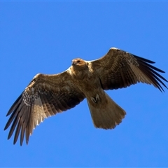 Haliastur sphenurus (Whistling Kite) at Jeremadra, NSW - 29 Jul 2025 by jb2602