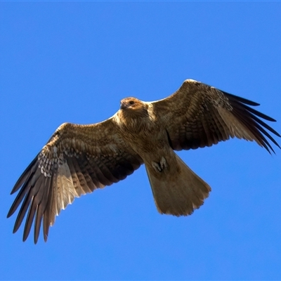 Haliastur sphenurus (Whistling Kite) at Jeremadra, NSW - 29 Jul 2025 by jb2602