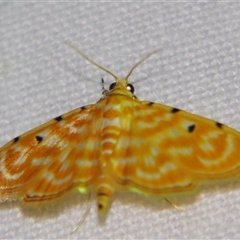 Notarcha aurolinealis (A Crambid moth (Spilomelinae)) at Good Night, QLD - 27 Oct 2008 by PJH123