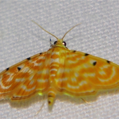 Notarcha aurolinealis (A Crambid moth (Spilomelinae)) at Good Night, QLD - 27 Oct 2008 by PJH123
