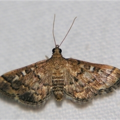 Nacoleia rhoeoalis (A Crambid moth (Spilomelinae) at Good Night, QLD - 27 Oct 2008 by PJH123