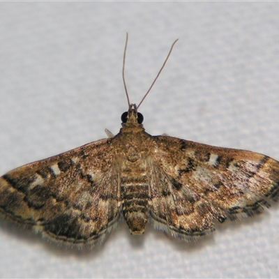 Nacoleia rhoeoalis (A Crambid moth (Spilomelinae) at Good Night, QLD - 27 Oct 2008 by PJH123