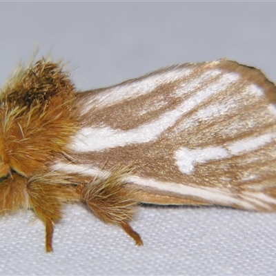 Ochrogaster lunifer (Bag-shelter moth) at Good Night, QLD - 27 Oct 2008 by PJH123