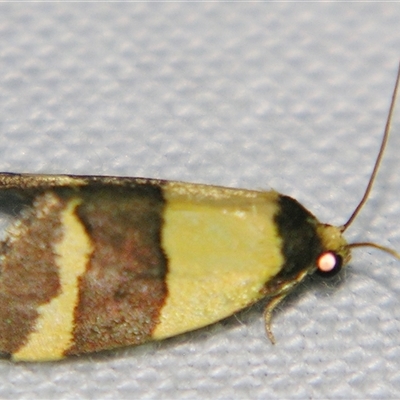Micrapatetis icela (A Noctuid moth (Acontinae) at  - suppressed by PJH123