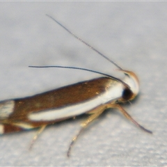 Iulactis (genus) (A Gelechioid moth (Xyloryctinae) by PJH123