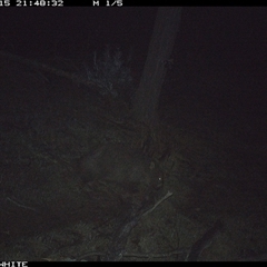 Vombatus ursinus (Bare-nosed Wombat, Common wombat) at Crowther, NSW - 15 Jun 2025 by Frecko