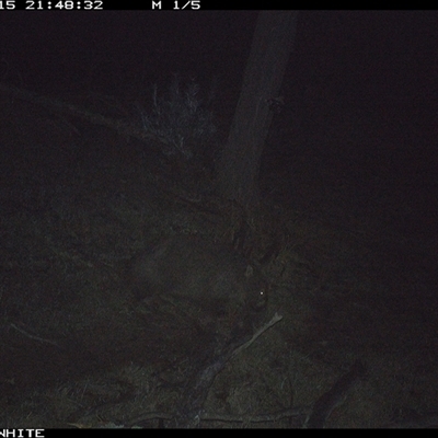 Vombatus ursinus (Bare-nosed Wombat, Common wombat) at Crowther, NSW - 15 Jun 2025 by Frecko