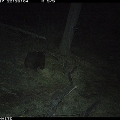 Vombatus ursinus (Bare-nosed Wombat, Common wombat) at Crowther, NSW - 18 Jun 2025 by Frecko
