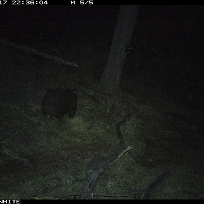 Vombatus ursinus (Bare-nosed Wombat, Common wombat) at Crowther, NSW - 18 Jun 2025 by Frecko