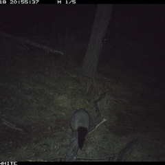 Trichosurus vulpecula (Common Brushtail Possum) at Crowther, NSW - 18 Jun 2025 by Frecko