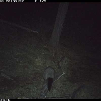 Trichosurus vulpecula (Common Brushtail Possum) at Crowther, NSW - 18 Jun 2025 by Frecko