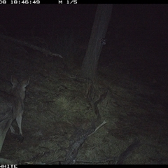 Macropus giganteus (Eastern Grey Kangaroo) at Crowther, NSW - 8 Jun 2025 by Frecko