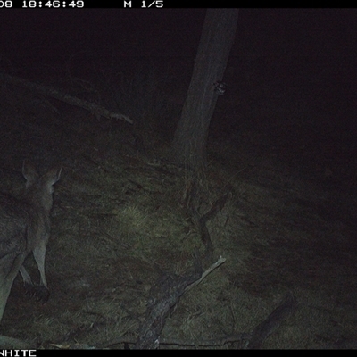 Macropus giganteus (Eastern Grey Kangaroo) at Crowther, NSW - 8 Jun 2025 by Frecko