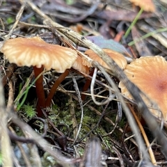 Laccaria sp. at Hackett, ACT - 1 Aug 2025 by Clarel