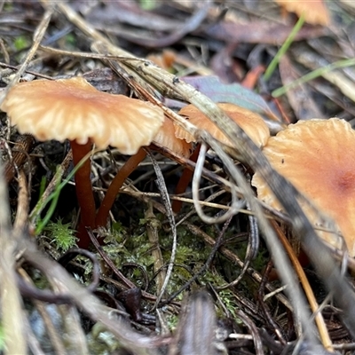 Laccaria sp. at Hackett, ACT - 1 Aug 2025 by Clarel