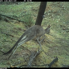Macropus giganteus (Eastern Grey Kangaroo) at Crowther, NSW - 10 Jun 2025 by Frecko