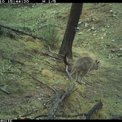 Macropus giganteus (Eastern Grey Kangaroo) at Crowther, NSW - 10 Jun 2025 by Frecko