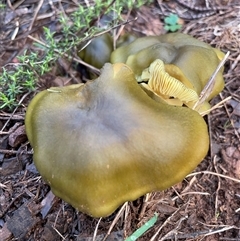 Cortinarius austrovenetus (Green Skinhead) at Hackett, ACT - 1 Aug 2025 by Clarel