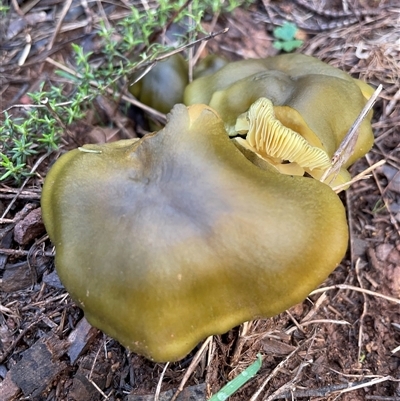 Cortinarius austrovenetus (Green Skinhead) at Hackett, ACT - 1 Aug 2025 by Clarel