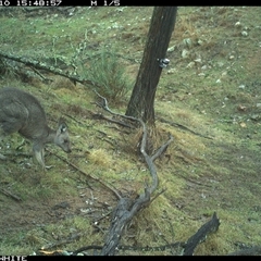Macropus giganteus (Eastern Grey Kangaroo) at Crowther, NSW - 10 Jun 2025 by Frecko