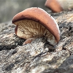 Unverified Cap, gills below, no stem & usually on wood [stemless mushrooms & the like] at Hackett, ACT - 1 Aug 2025 by Clarel