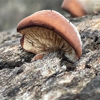 Unverified Cap, gills below, no stem & usually on wood [stemless mushrooms & the like] at Hackett, ACT - 1 Aug 2025 by Clarel